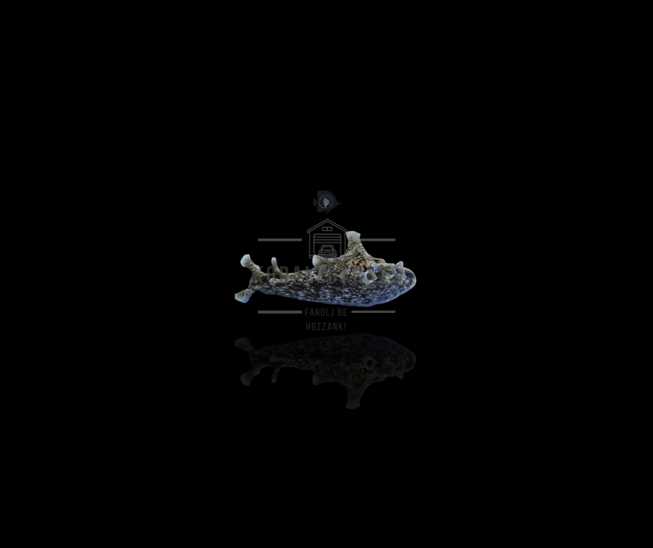 Aplysia Argus